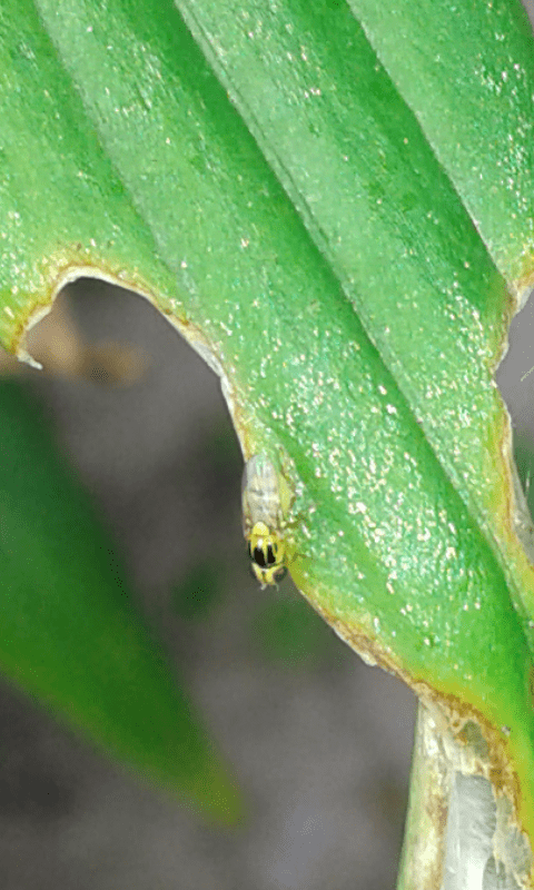 Chloropidae : Thaumatomyia sp.? .... Chloropidae sp.